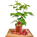 Malina červená veľkoplodá (Rubus idaeus) ´DELNIWA´ - výška 20-30 cm, kont. C1,5L
